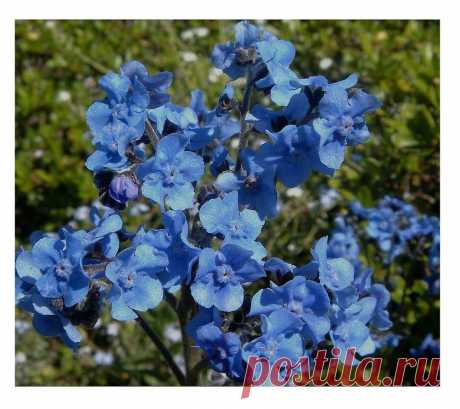 Amazon.com : David's Garden Seeds Flower Cynoglossum Chinese Forget Me Not OS1931 (Blue) 200 Open Pollinated Seeds : Garden & Outdoor