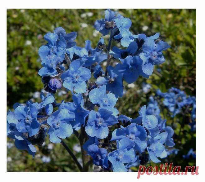 Amazon.com : David's Garden Seeds Flower Cynoglossum Chinese Forget Me Not OS1931 (Blue) 200 Open Pollinated Seeds : Garden & Outdoor
