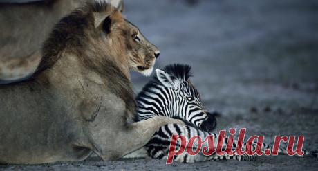 Примеры удивительного поведения животных, в реальность которых трудно поверить