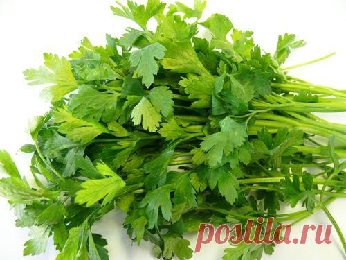 Как сохранить свежую зелень в течении нескольких недель