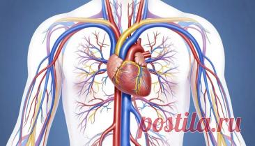 Автоматия сердца: что это, структуры проводящей системы и значение