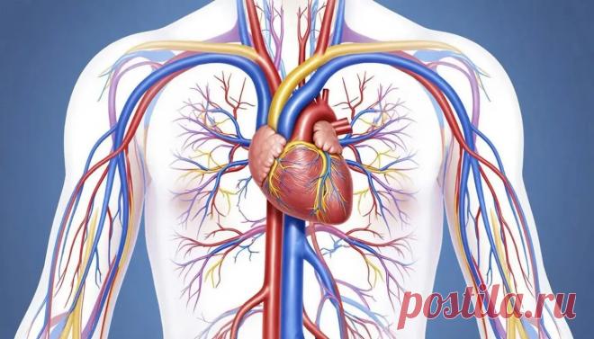 Автоматия сердца: что это, структуры проводящей системы и значение