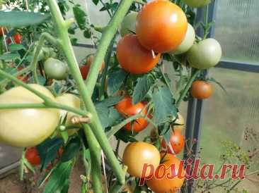 Что посадить рядом с помидорами, чтобы отпугнуть тлю: сосед, который работает лучше химии. Если вы устали бороться с тлёй на помидорах, а химия только пугает пчёл — попробуйте посадить рядом календулу.