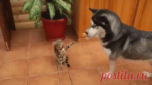 1 непрочитанный чат