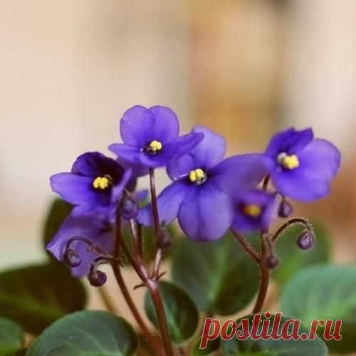 КАК ОМОЛОДИТЬ СТАРУЮ ФИАЛКУ