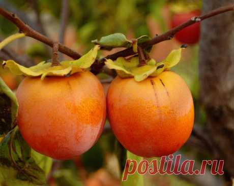 Хурма: сорта, выращивание и уход