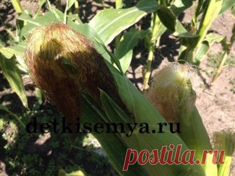 Кукурузные рыльца - лечебные свойства и противопоказания | Всё о детях и семье