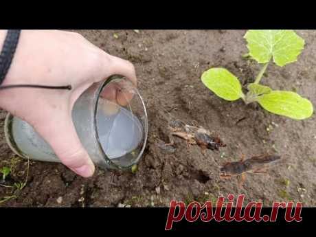 1 СТАКАН ПРОЛИЛА и МЕДВЕДКУ ПРОГНАЛА #совет избавит от главной проблемы всех дачников