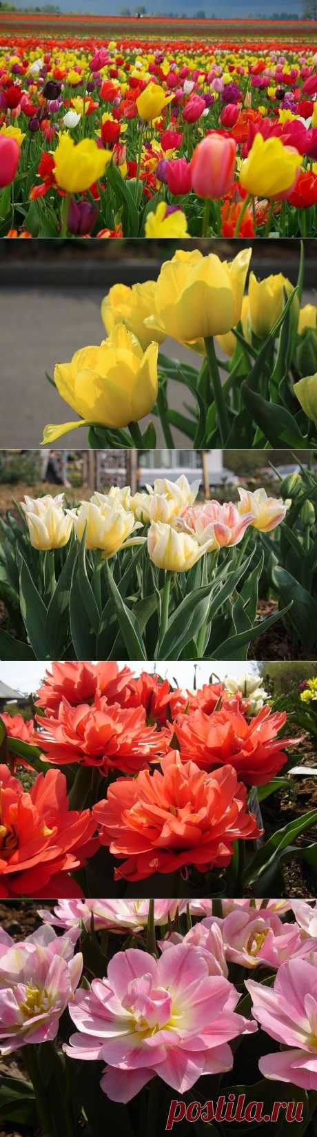 Тюльпаны: посадка и выращивание в саду, сорта, борьба с вредителями и болезнями | Самоцветик