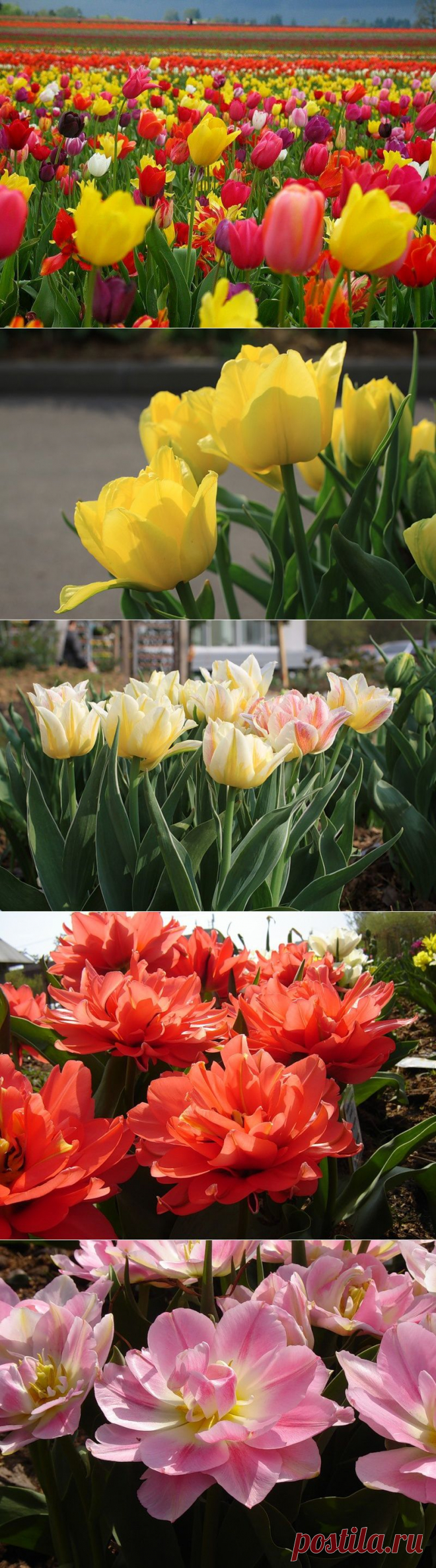 Тюльпаны: посадка и выращивание в саду, сорта, борьба с вредителями и болезнями | Самоцветик