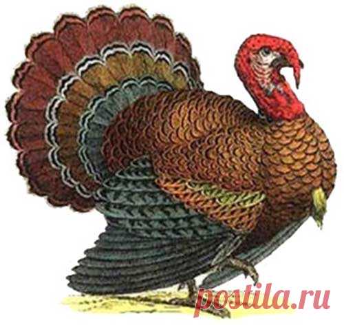Выращивание индеек и их породы - В мире животных - Сборник - Познавательный Интернет-журнал 