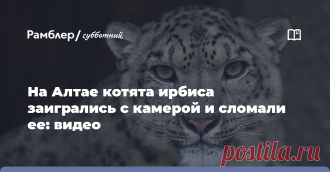 На Алтае котята ирбиса заигрались с камерой и сломали ее: видео Котята снежного барса сломали одну из трех видеоловушек в национальном парке 