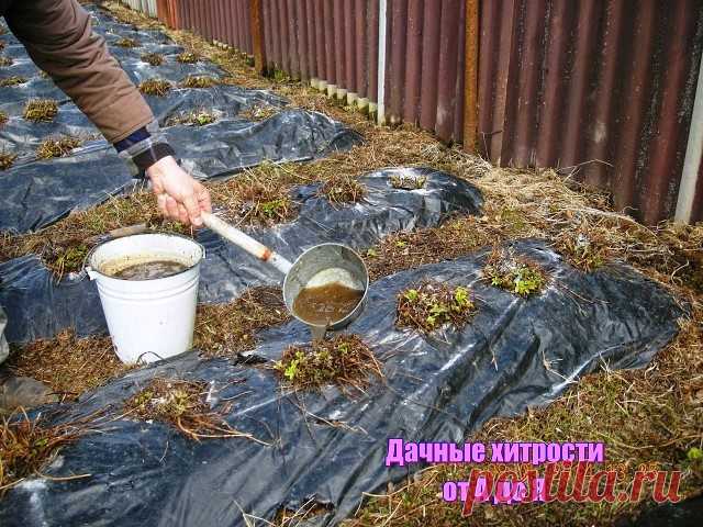 ВЕСЕННЯЯ ПОДКОРМКА ЗЕМЛЯНИКИ (КЛУБНИКИ)