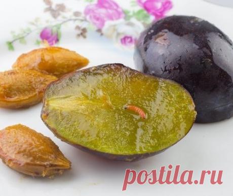 Все, что нужно знать о сливовой плодожорке