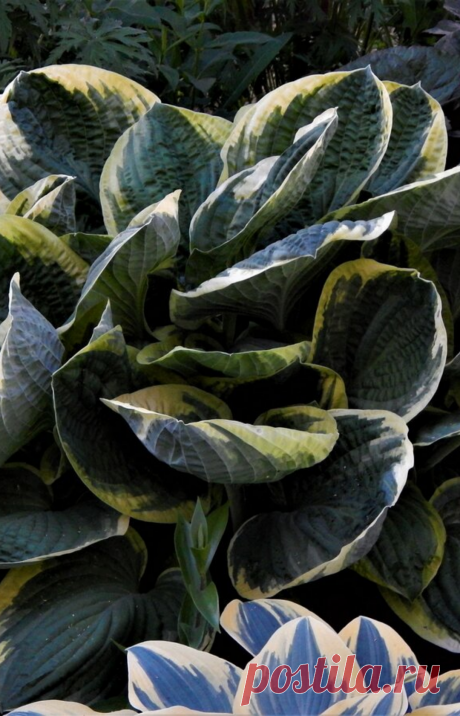 Хосты в теневом цветнике | Цветочная душа | Яндекс Дзен