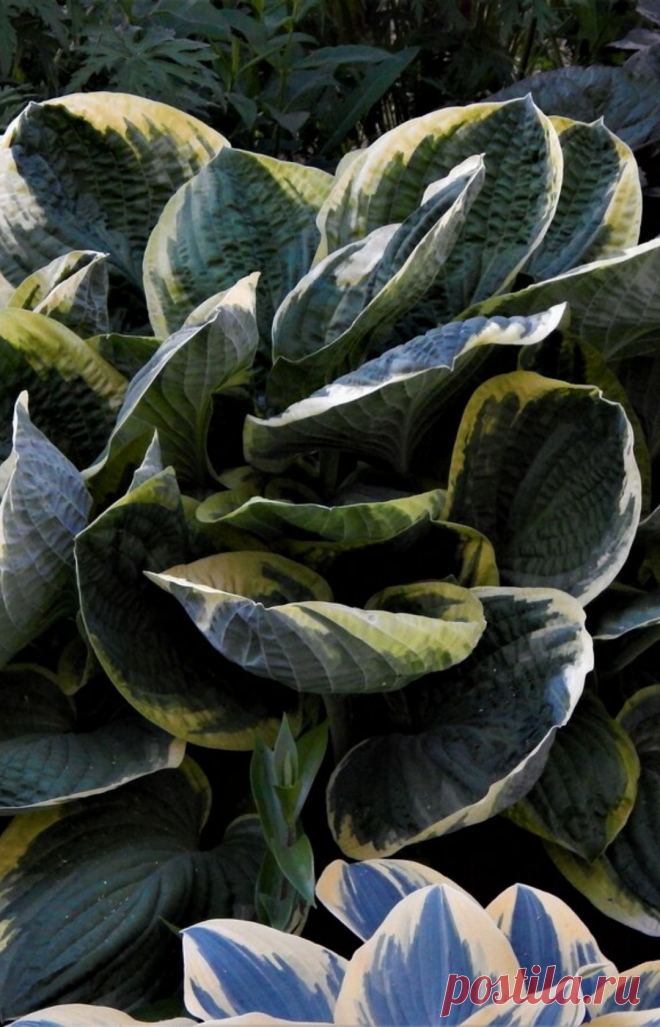 Хосты в теневом цветнике | Цветочная душа | Яндекс Дзен
