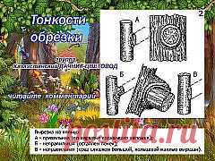 ОБРЕЗКА ДЕРЕВЬЕВ