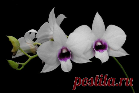 Дендробиум: фото, советы и рекомендации по уходу | flori-da.ru