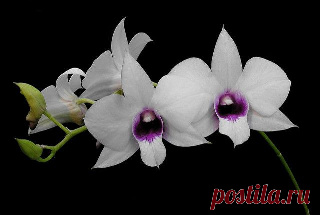 Дендробиум: фото, советы и рекомендации по уходу | flori-da.ru