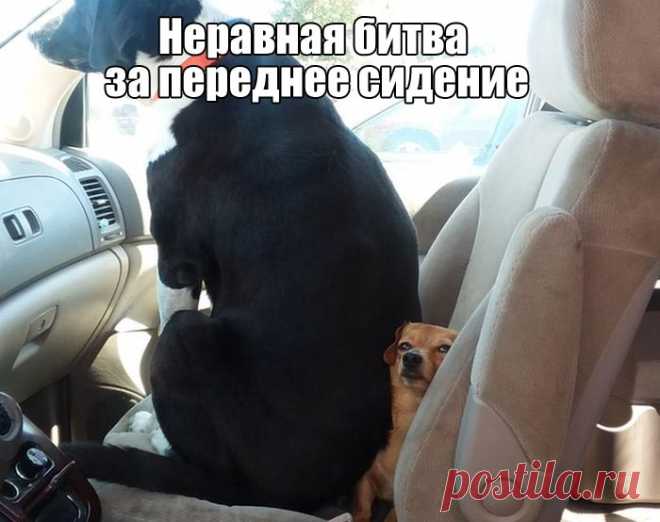Прикольные картинки 16-07-2017 59086 (30 фото) | Чёрт побери