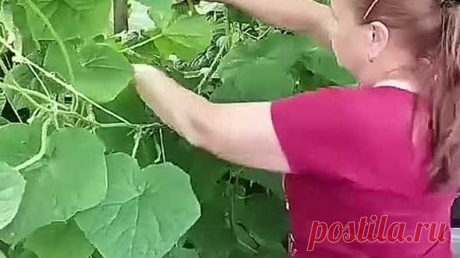 Огурцы сами подскажут, когда им не хватает калия!👍📌