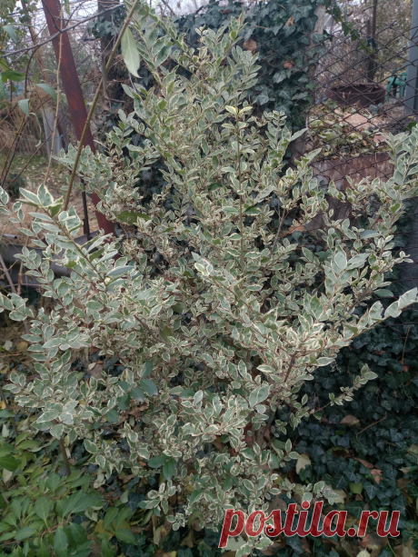 Бирючина овальнолистная серебристая &quot;Аргентеум Вариегата&quot; (Ligustrum ovalifolium &quot;Argenteum Variegata&quot;)
