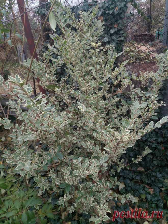 Бирючина овальнолистная серебристая "Аргентеум Вариегата" (Ligustrum ovalifolium "Argenteum Variegata")
