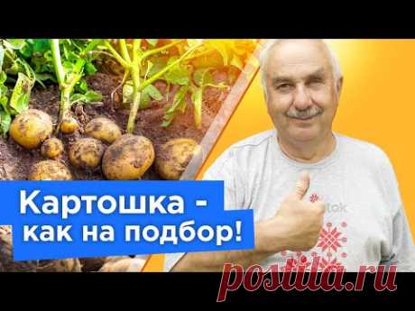 НЕ СПЕШИТЕ КОПАТЬ! КАРТОФЕЛЯ БУДЕТ В 2 РАЗА БОЛЬШЕ, если сделать эти нехитрые работы сейчас