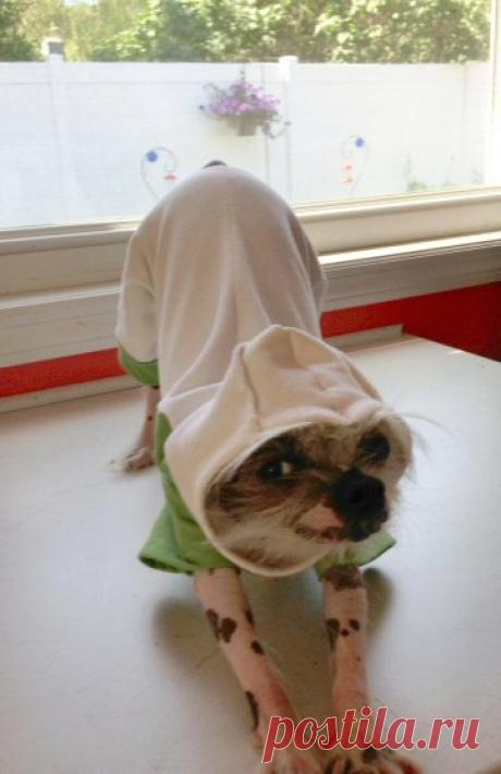 Dog Clothes Patterns