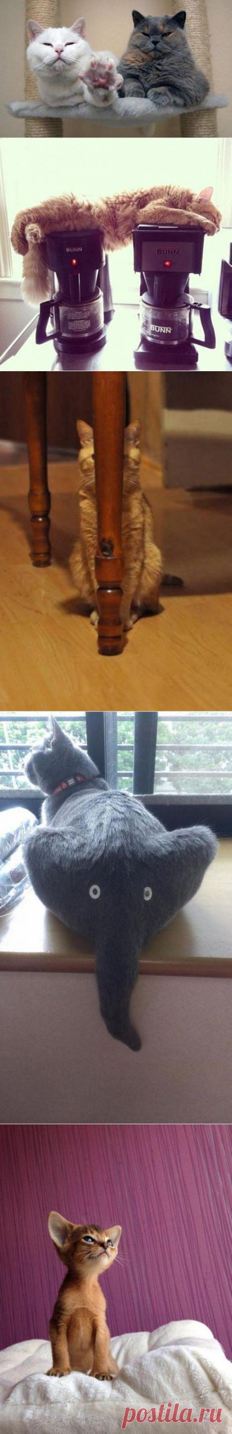 Котопозитив для всех и каждого! | Смехопанорама