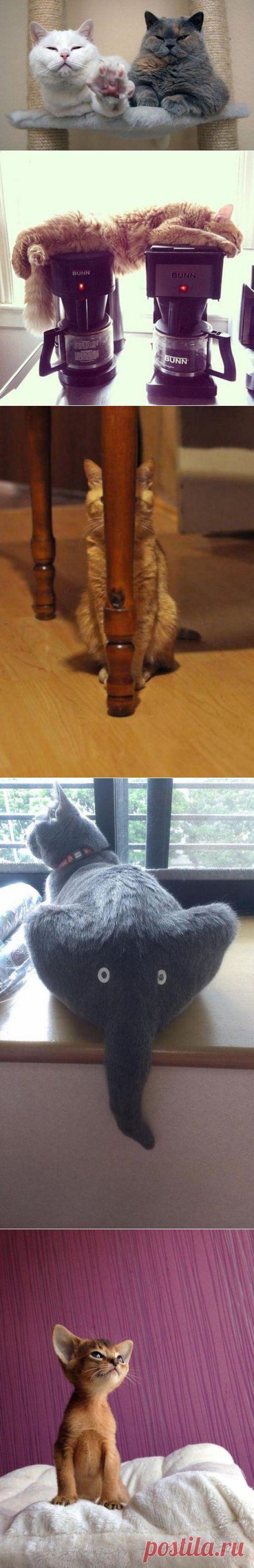 Котопозитив для всех и каждого! | Смехопанорама