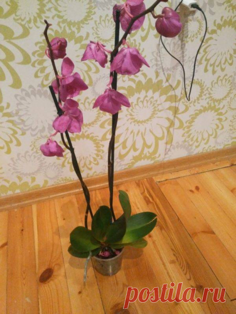 Подкормка орхидей во время цветения: советы, как подкармливать и опрыскивать растение в период цветения в домашних условиях, чем можно и нужно удобрить в этот период