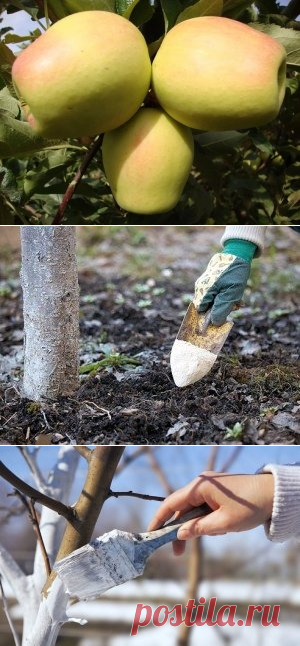 Антоновка и Восход - описание сортов яблок
