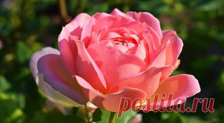 12 лучших двухцветных сортов роз для вашего сада на Supersadovnik.ru