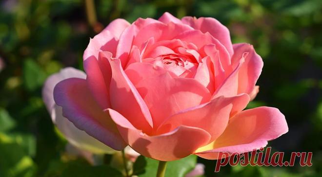 12 лучших двухцветных сортов роз для вашего сада на Supersadovnik.ru