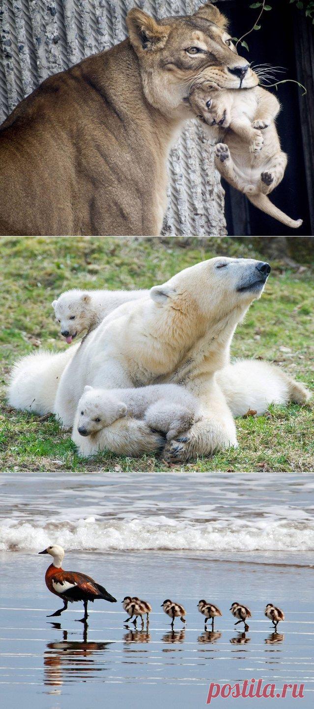 Материнство у животных | Уши, лапы, хвост