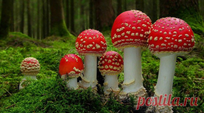 Полезные советы грибникам | Женские штучки