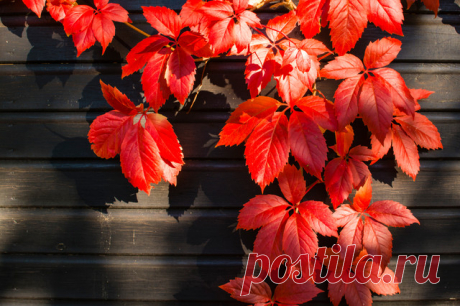Autumn Interest - Современный - Сад - Лондон - от эксперта Jilayne Rickards Contemporary Garden Design