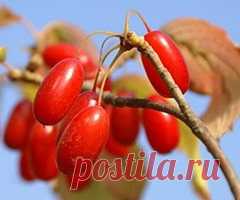 Рецепты наливки из кизила | Понемногу...