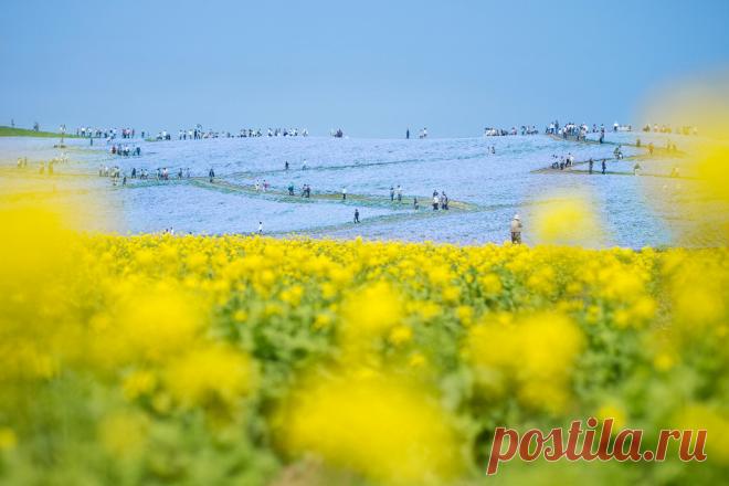 «Hitachi Seaside Park»-цветущий парк в Японии