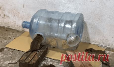 Эффективная мышеловка из подручного материала