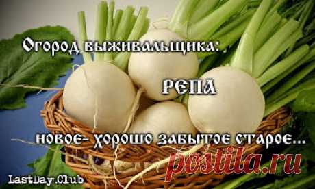ОГОРОД ВЫЖИВАЛЬЩИКА: РЕПА. НОВОЕ - ХОРОШО ЗАБЫТОЕ СТАРОЕ