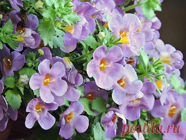 Бакопа ампельная – выращивание из семян: фото бакопы, посадка и уход за бакопой в домашних условиях и саду