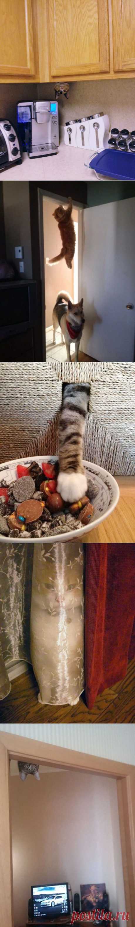 20 котов, которые постигли тайны ниндзя