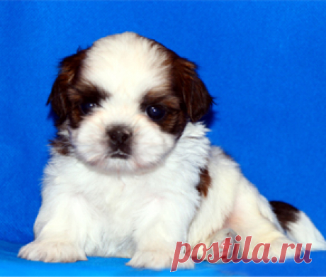 Щенки ши-тцу - Купить щенка ши-тцу Москва - Питомник ши-тцу Москва - щенки ши-тцу