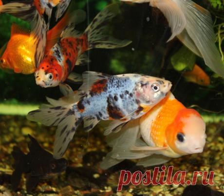 комета &quot;Шубункин&quot;