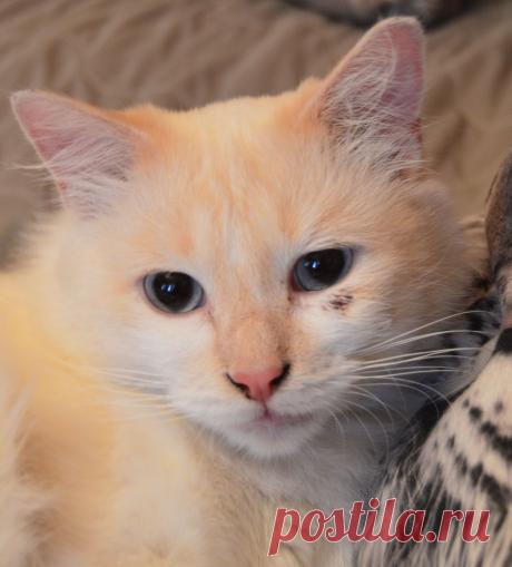 В районе метро Свиблово на ул Амундсена найден котик. Мальчик1-1.5 лет,домашний,нежный,ласковый,приучен к лотку. Ищем его хозяев.Буду рада любой информации.