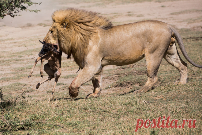 A short life Sadly the baby's mother had been killed by the lions, but came out from the bush it had been hiding under to look for her. The lions then chased and killed the baby too (see yesterday's photo). Such a short life. flic.kr/p/R21Nf1