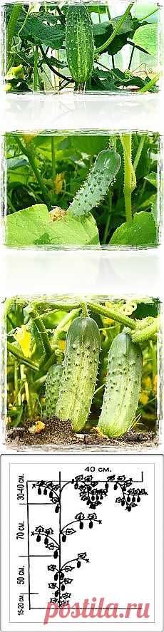 Письмо «Обрезка плетистых роз — FloweryVale.ru и другие материалы. Новое в Вашей подборке на Постила.ru» — Постила.ru — Яндекс.Почта