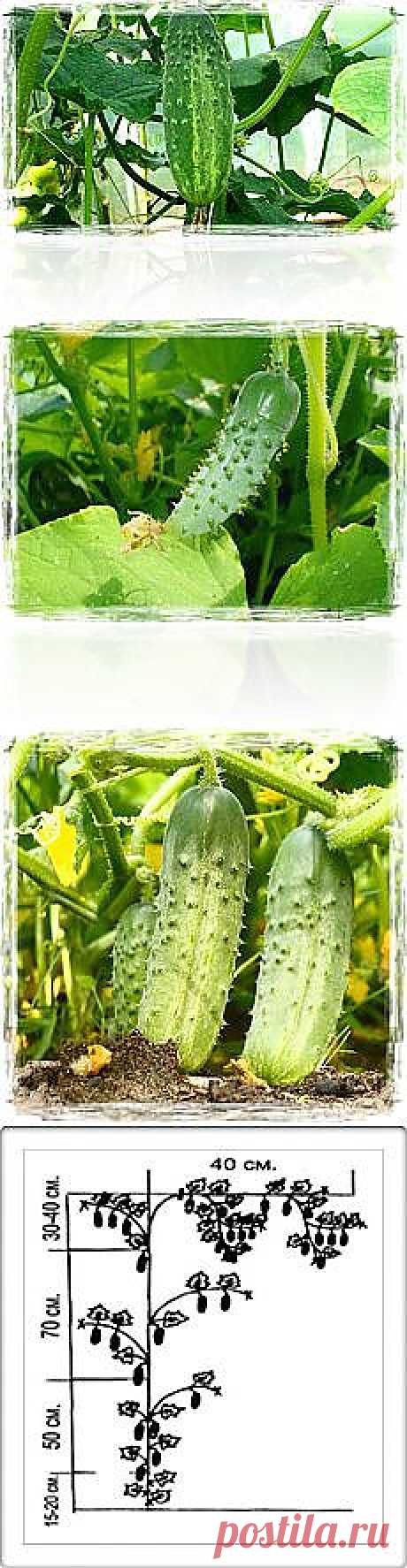 Письмо «Обрезка плетистых роз — FloweryVale.ru и другие материалы. Новое в Вашей подборке на Постила.ru» — Постила.ru — Яндекс.Почта